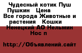 Чудесный котик Пуш-Пушкин › Цена ­ 1 200 - Все города Животные и растения » Кошки   . Ненецкий АО,Нельмин Нос п.